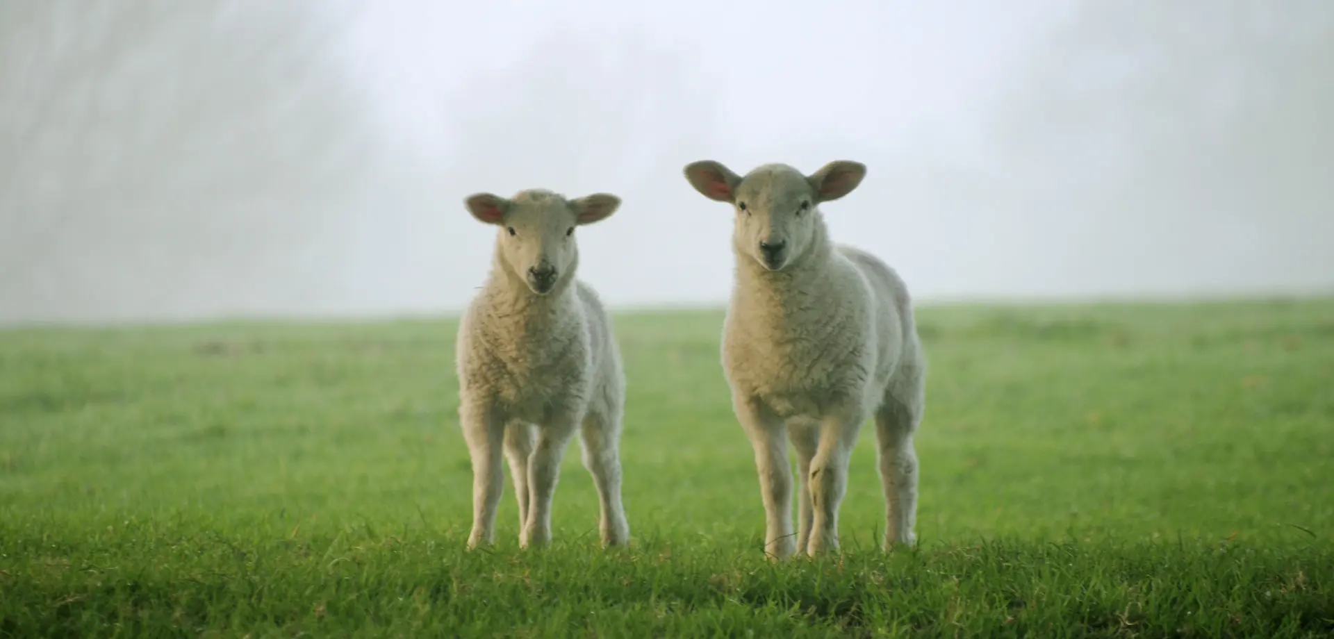 Food and farming