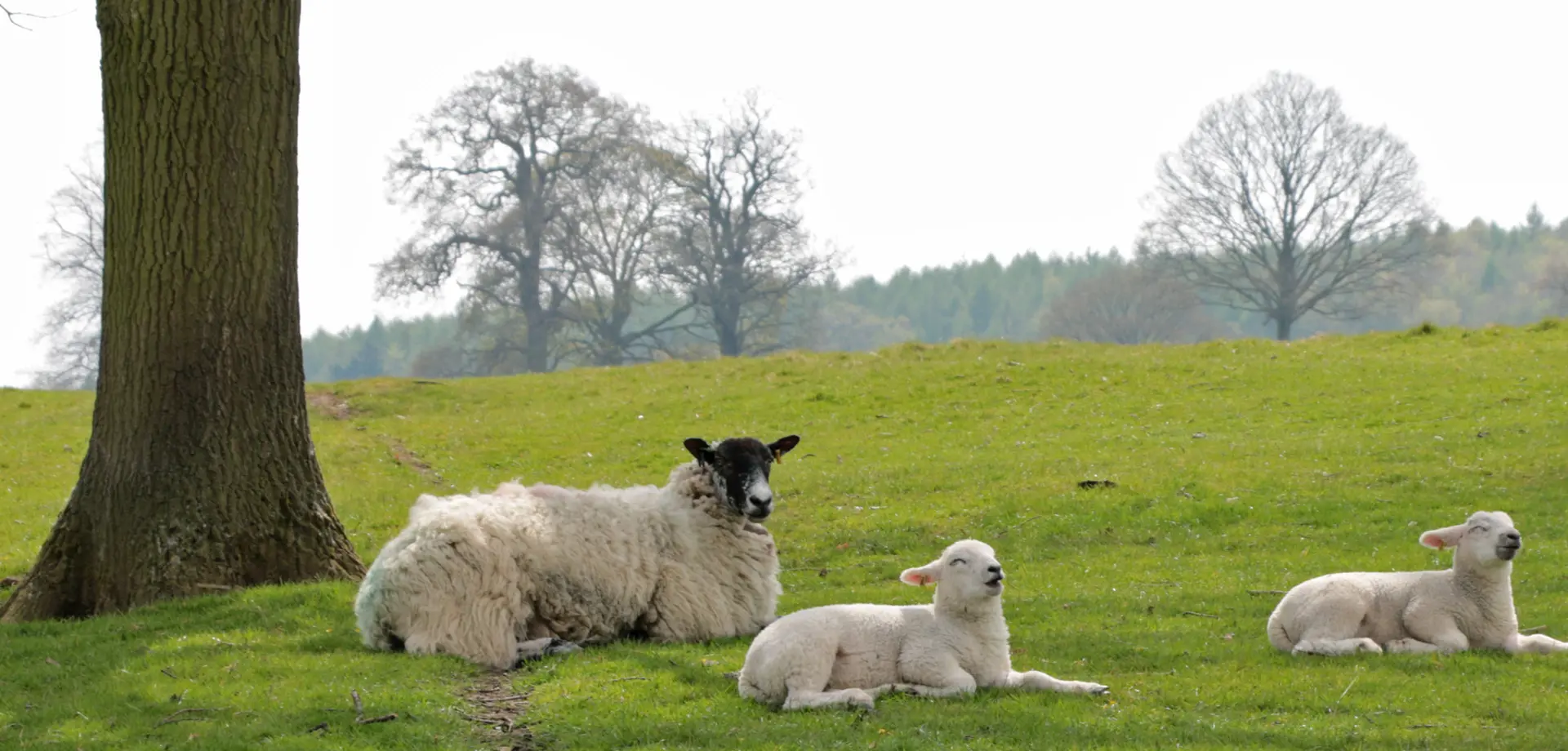 Lambing experience