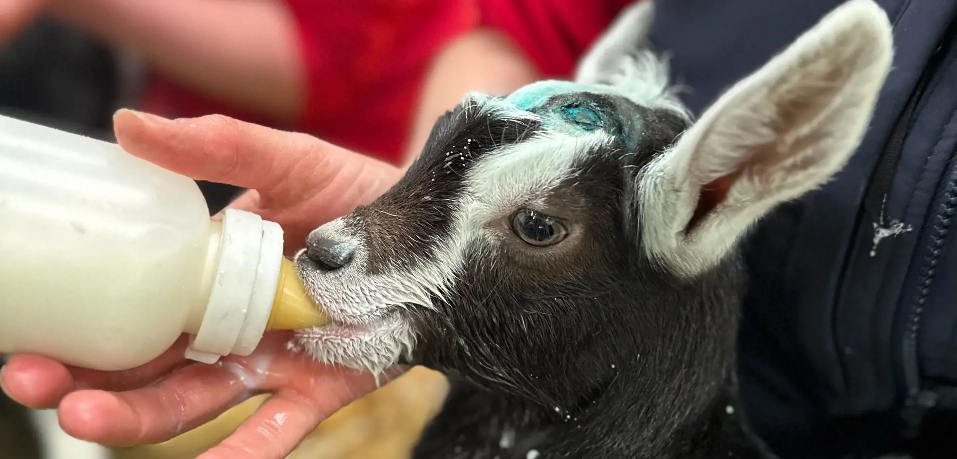 Goat Kid Feeding Experience