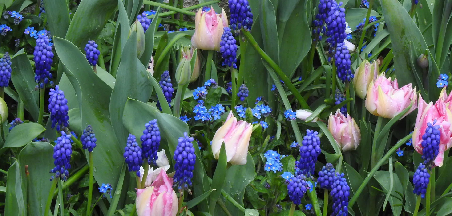 Spring in the production gardens