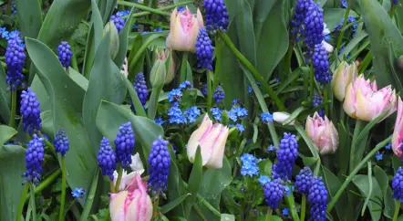 In the Production Gardens...