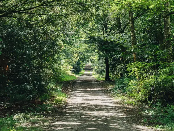 Get To Know Trees: Stand Wood Tour