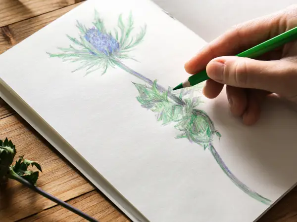 Drawing Flowers and Plants