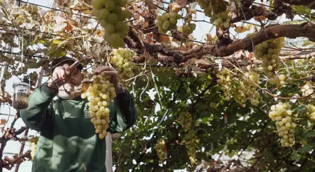 In the Production Gardens...