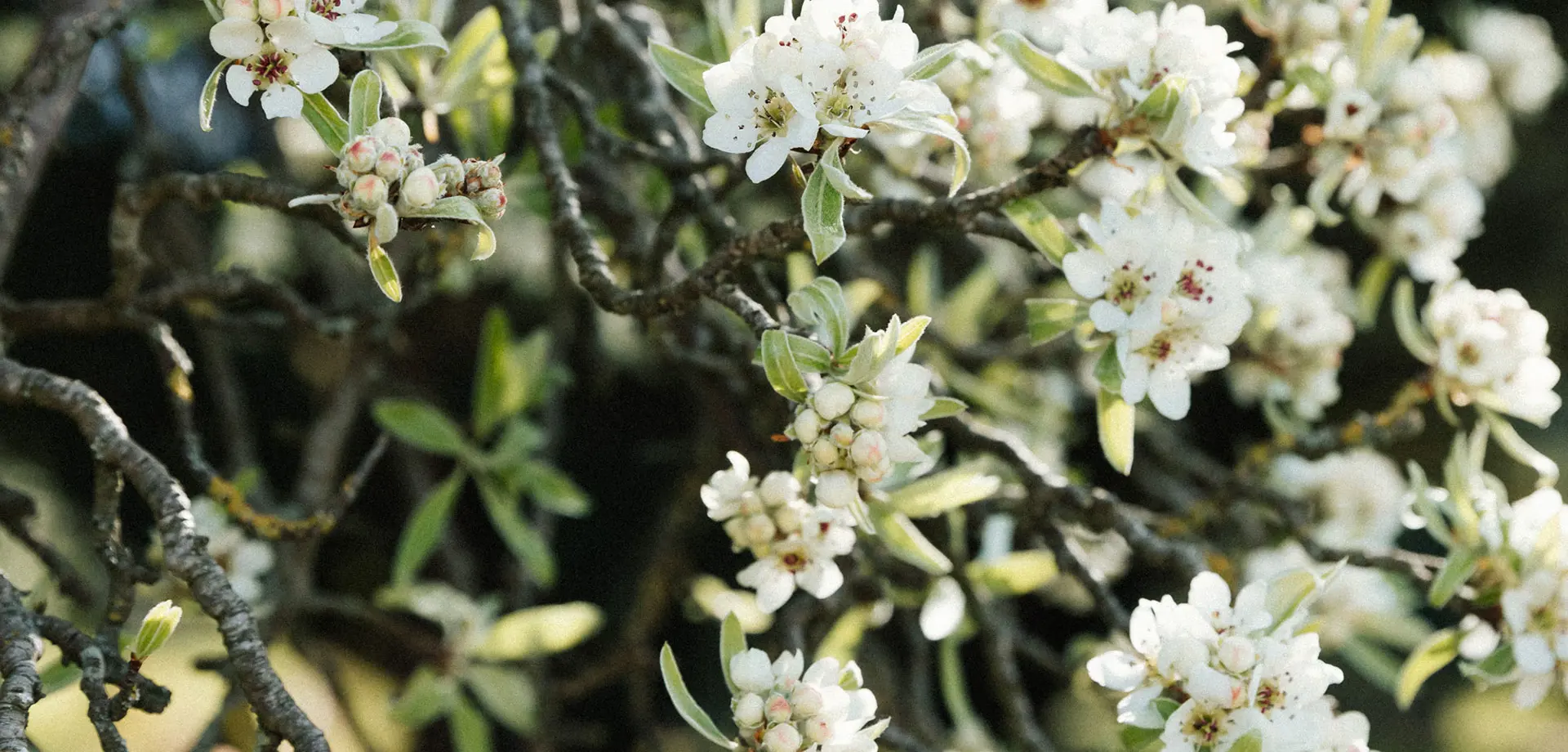 Spring Wellbeing Day