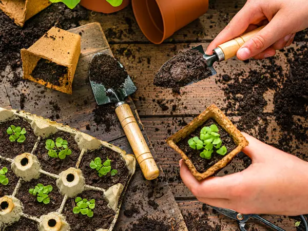 Seedlings Gardening Club