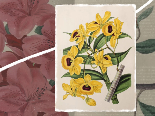 Orchidelirium