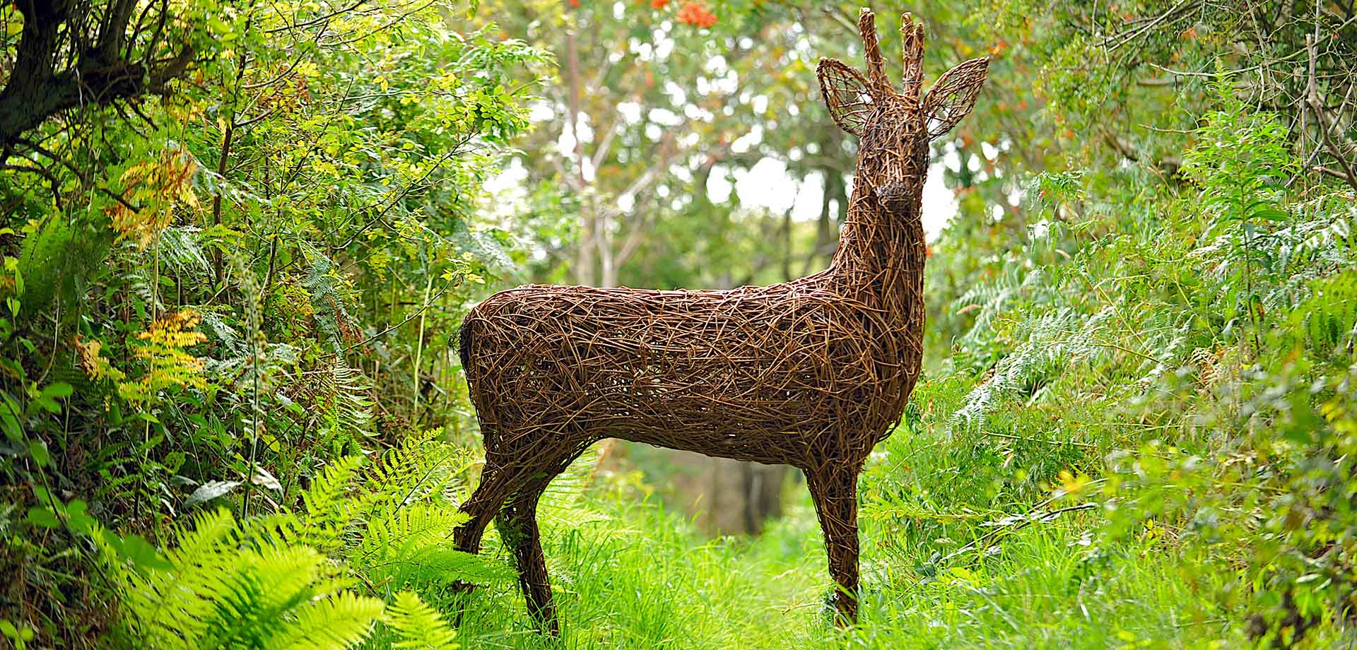 Stag willow weaving