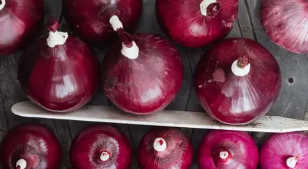 In the Production Gardens...