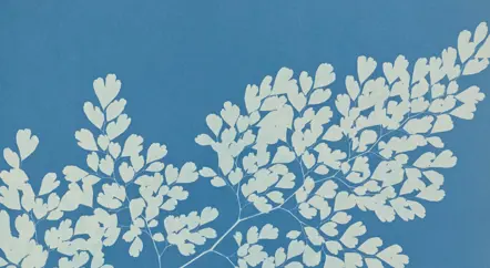 Anna Atkins at Chatsworth: capturing ‘the beauties of Derbyshire’