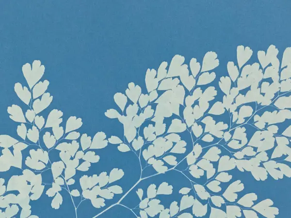 Anna Atkins at Chatsworth