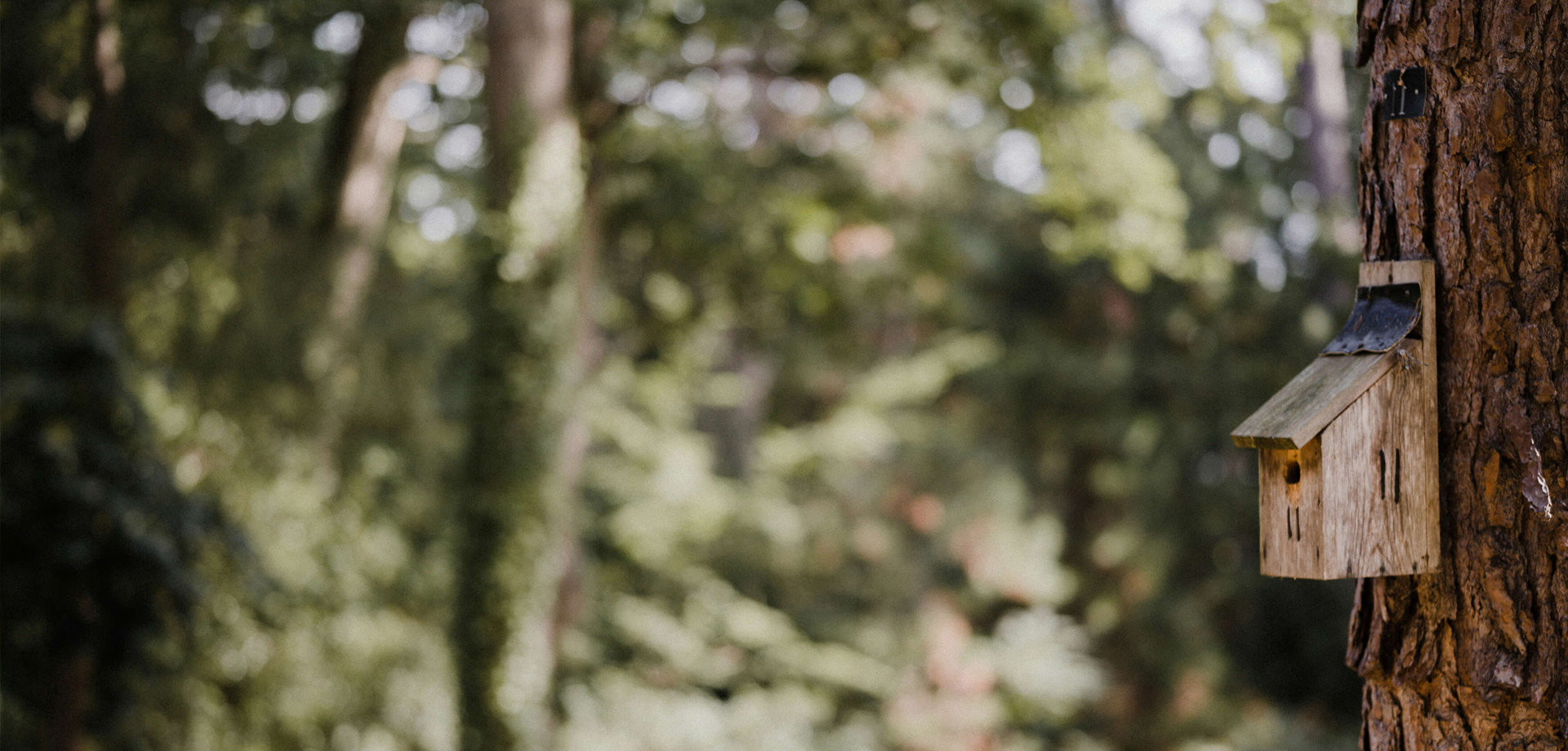 Build a Bird Box at Peak Village