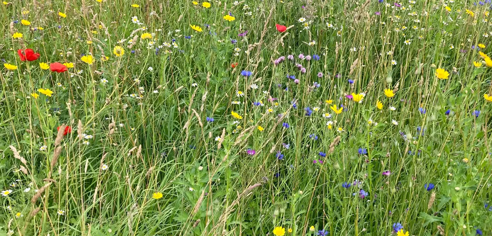 Marvellous Meadows at Peak Village