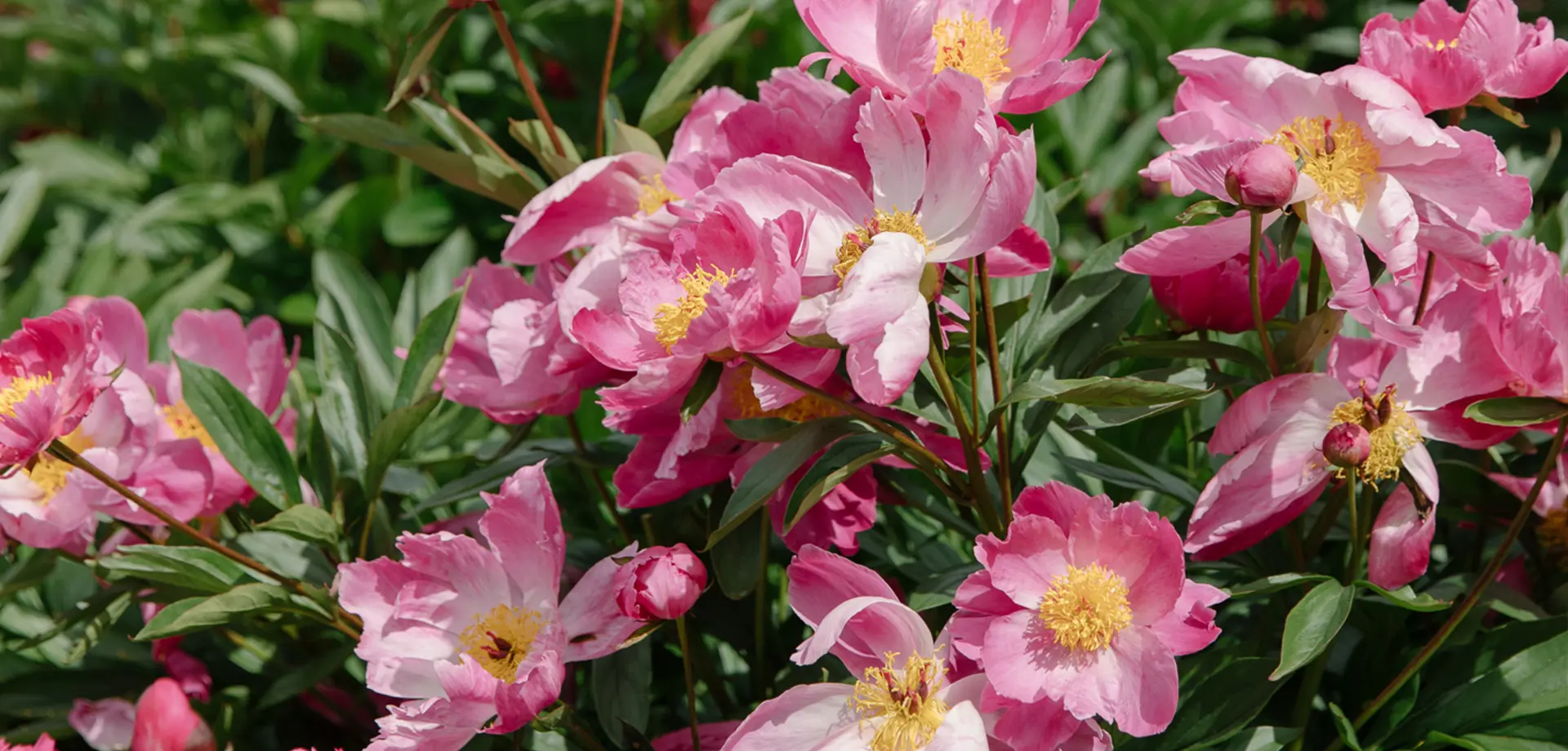 Summer Wellbeing Day