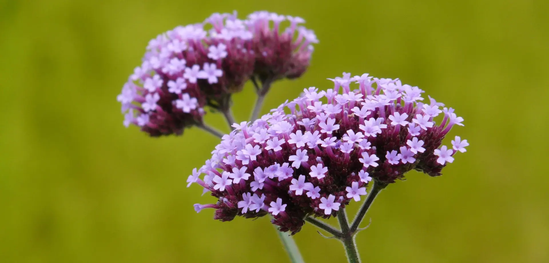 Plant Identification Garden Walk