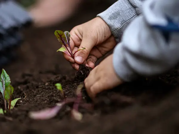 Little Pips Gardening Club
