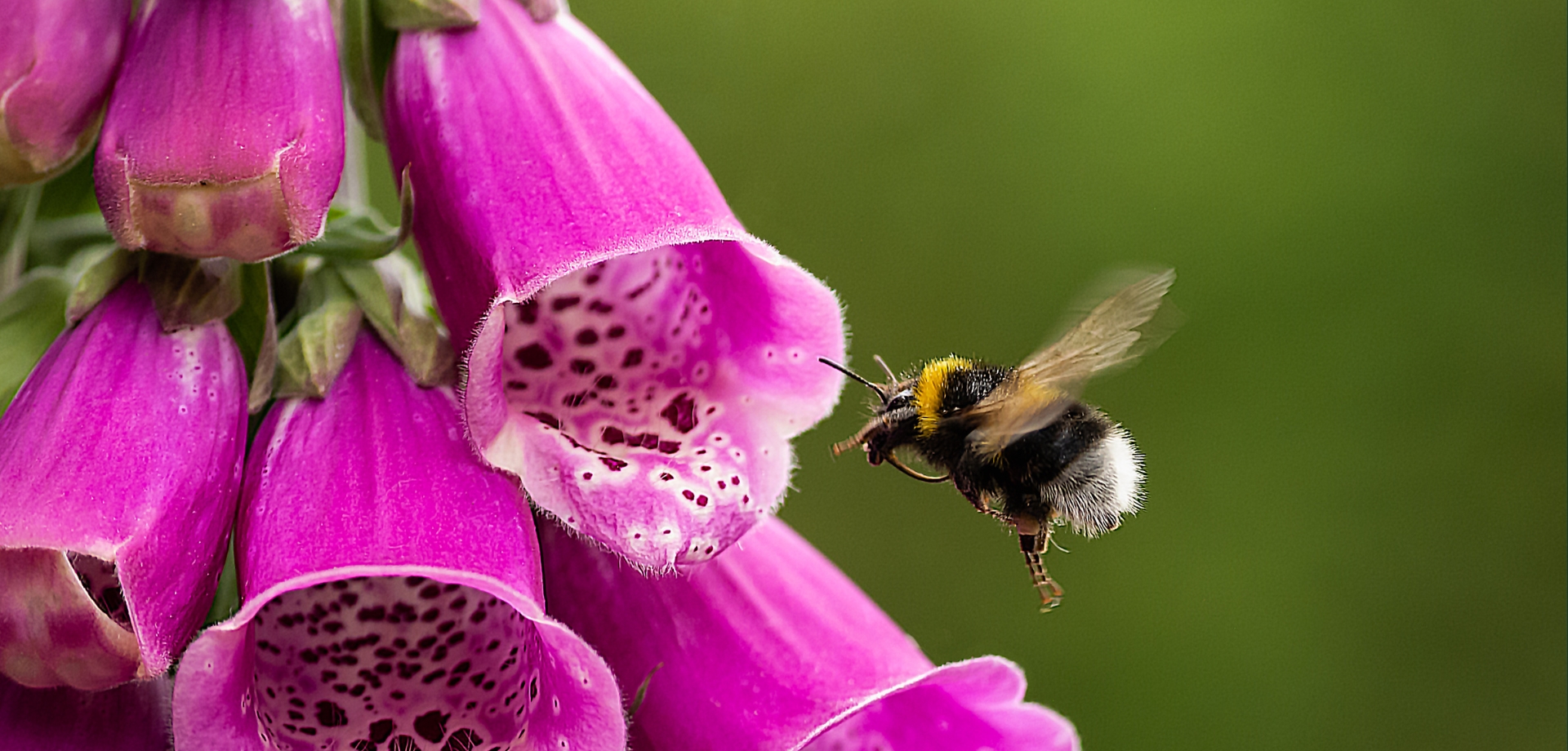 May in the Production Gardens