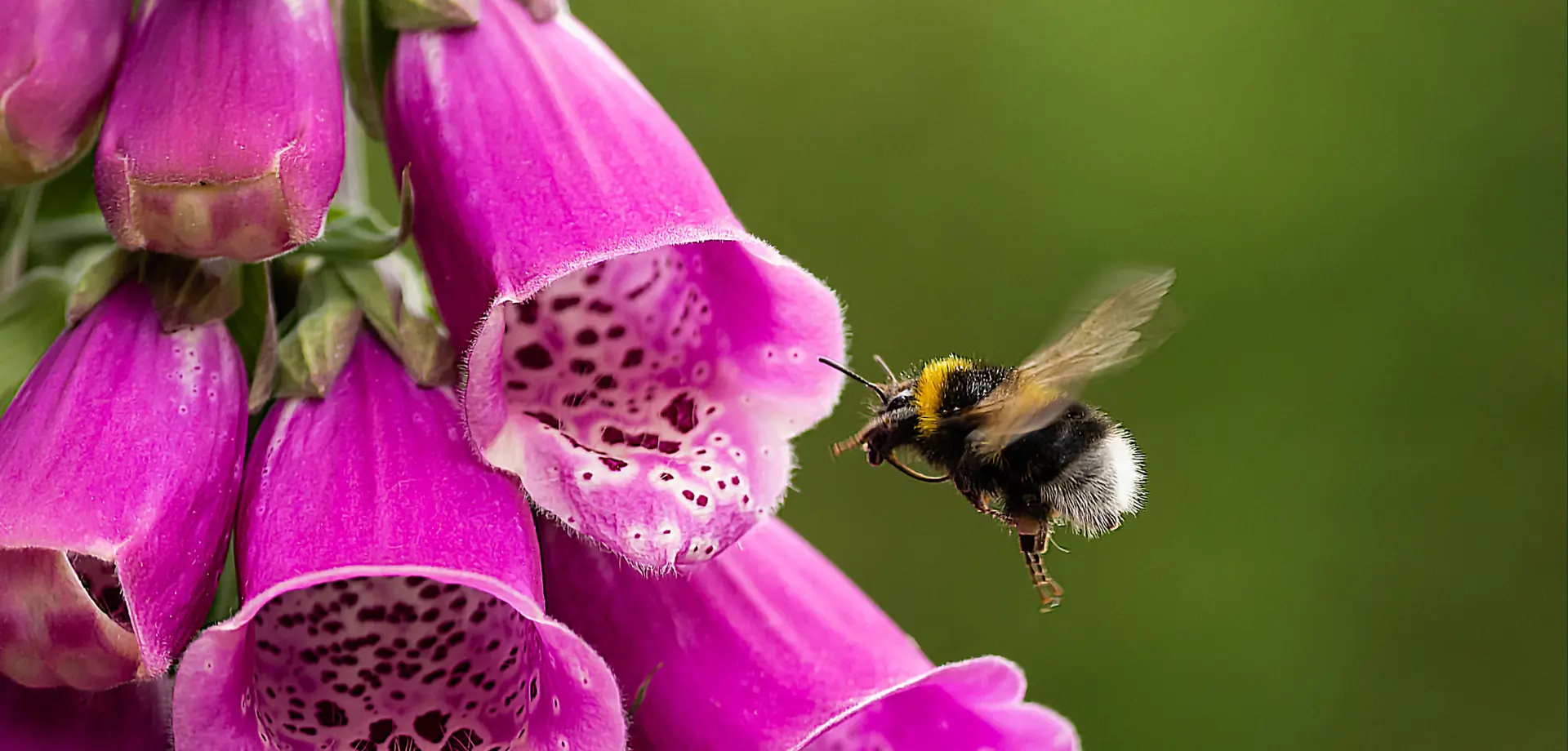 May in the Production Gardens