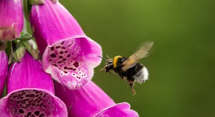 In the Production Gardens...