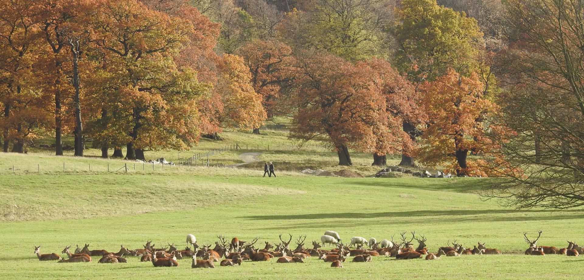 guided walks on the Chatsworth estate
