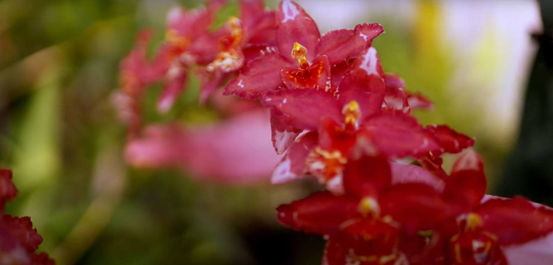 Watch: Orchidelirium, the Victorian passion for orchids