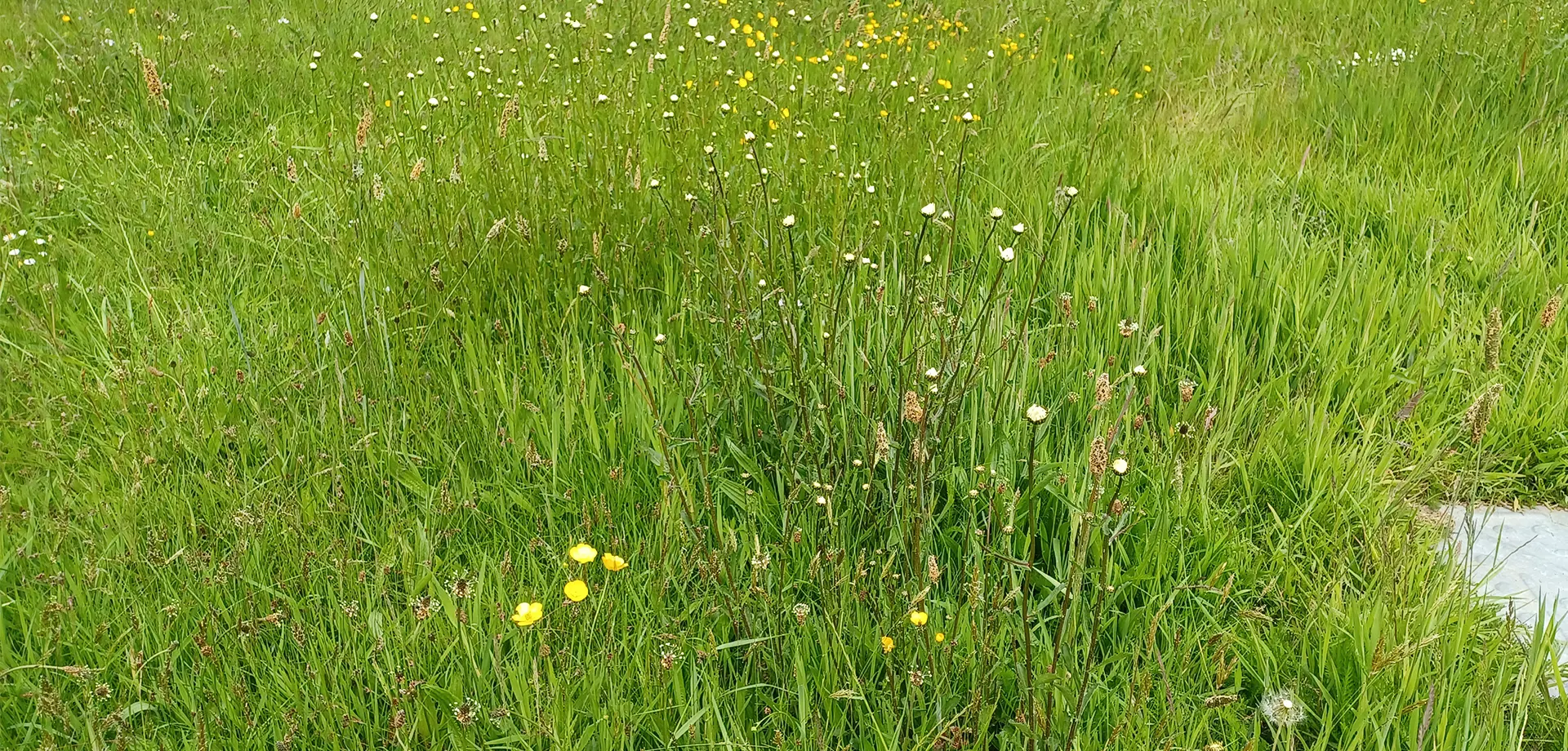 No-mow area at the Chatsworth Estate Office