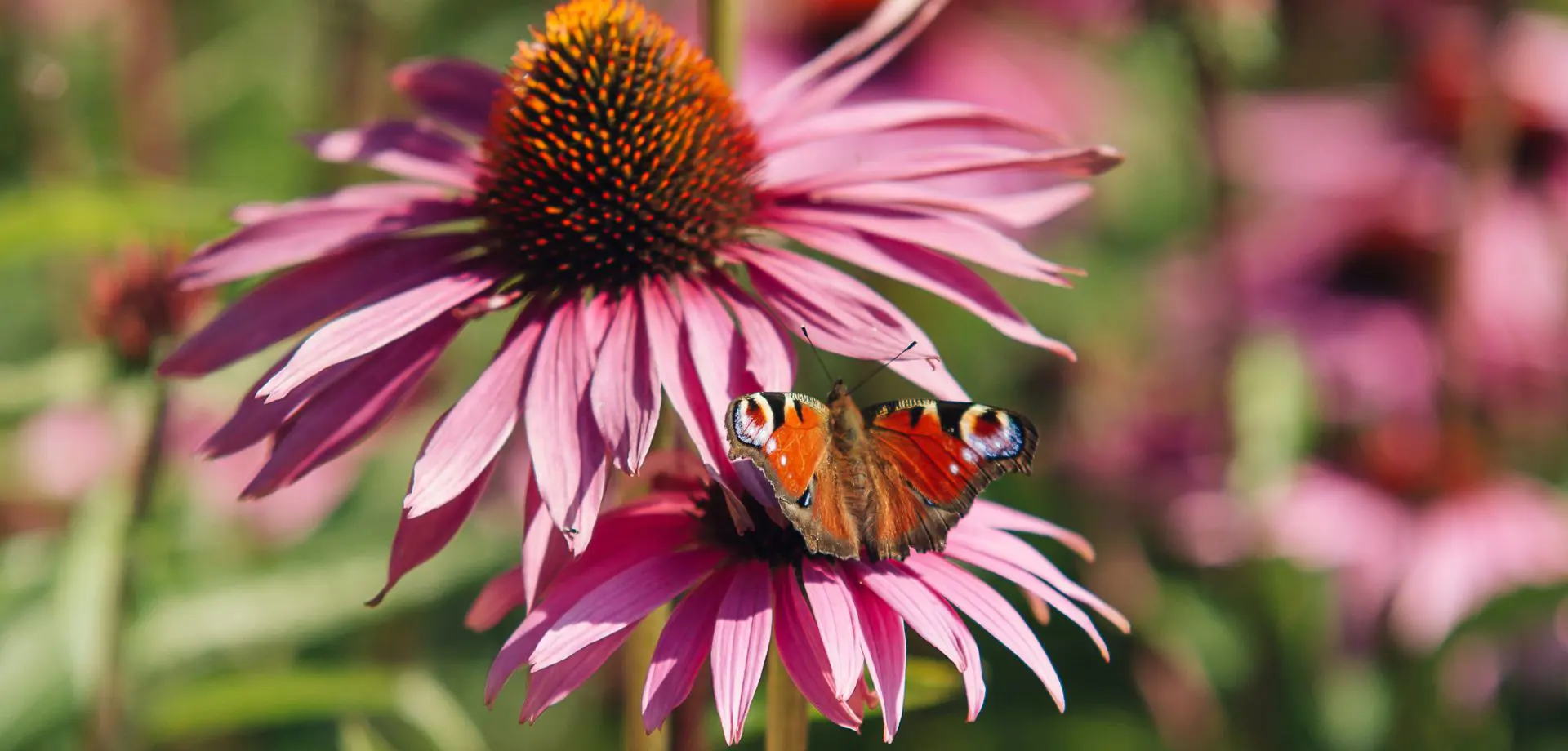 Summer at Chatsworth