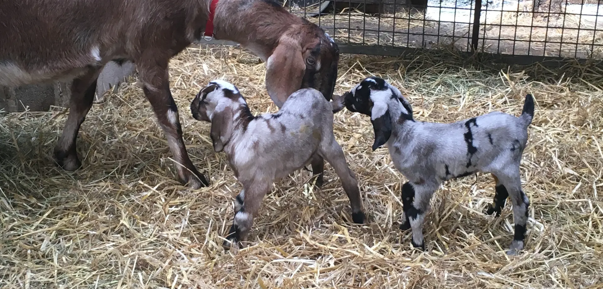 Goat kid feeding experience