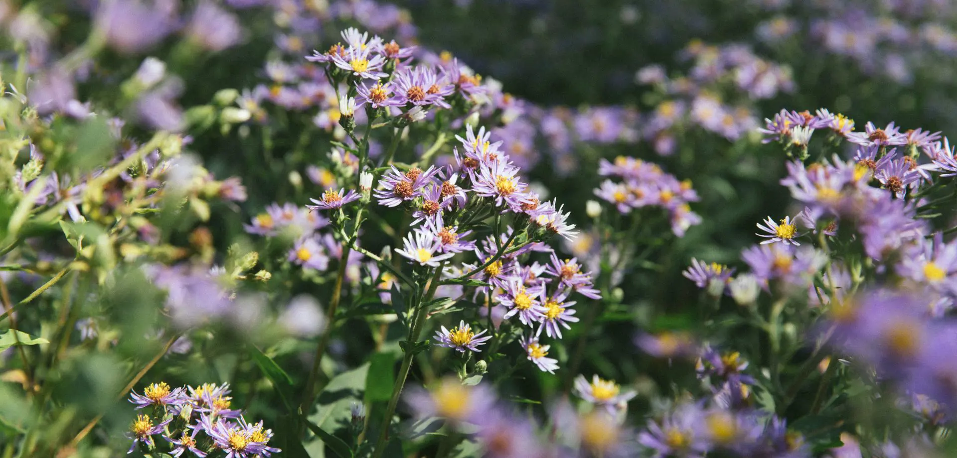 Nature Memory Hangings: A Mindful Stitch Workshop