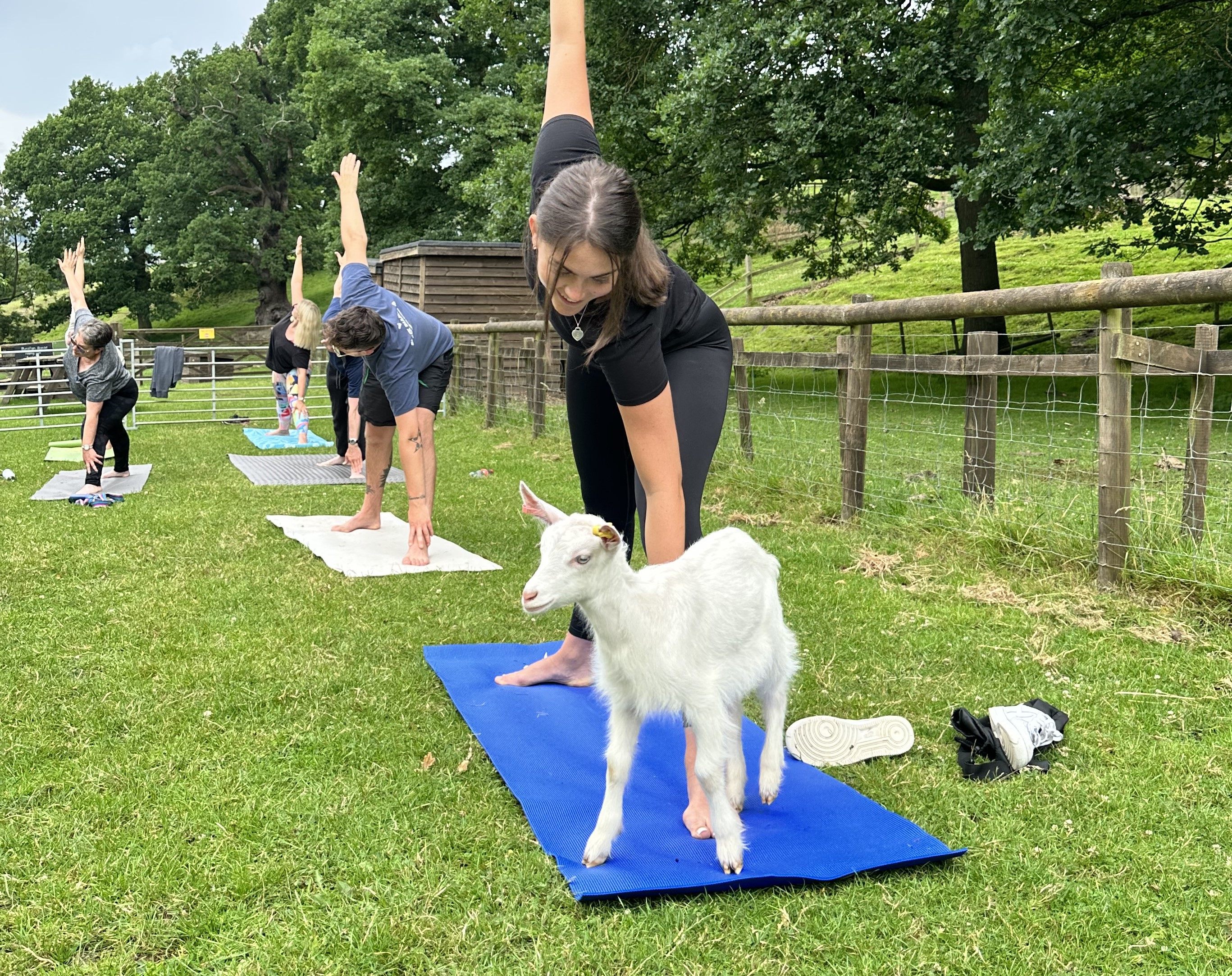 Goat Yoga