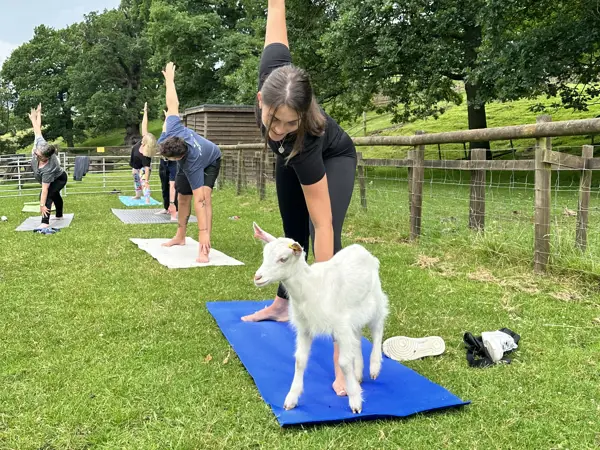 Goat Yoga